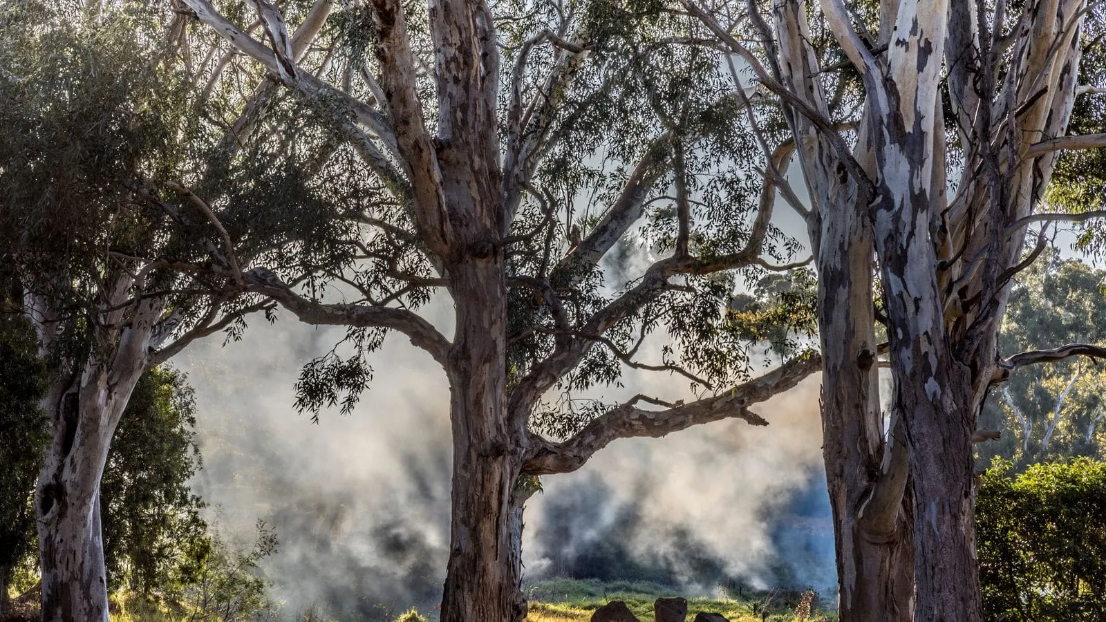 Smoke rising through eucalyptus forest, the bushfire attack level risk that shapes window choices