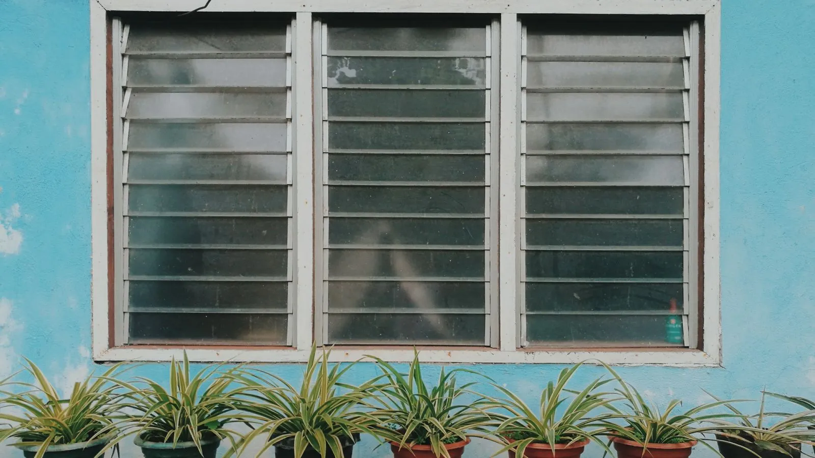Bank of glass louvre windows on a blue painted wall with plants along the sill